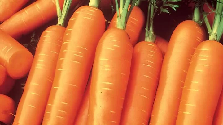 Carrot