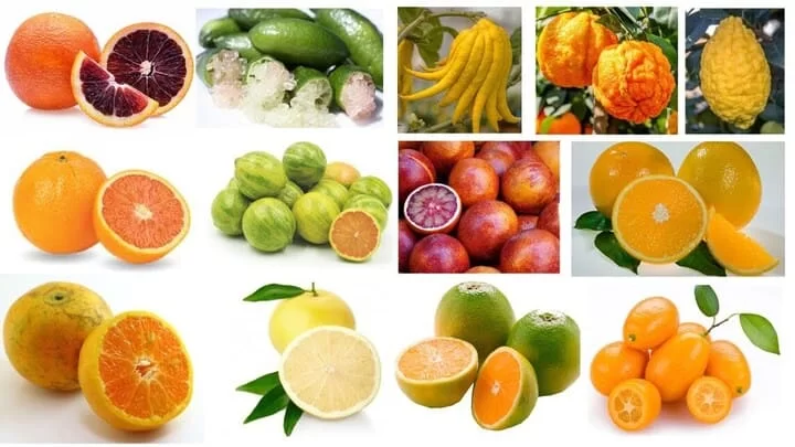 Citrus Fruits