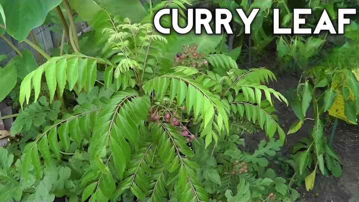 Curry leaves