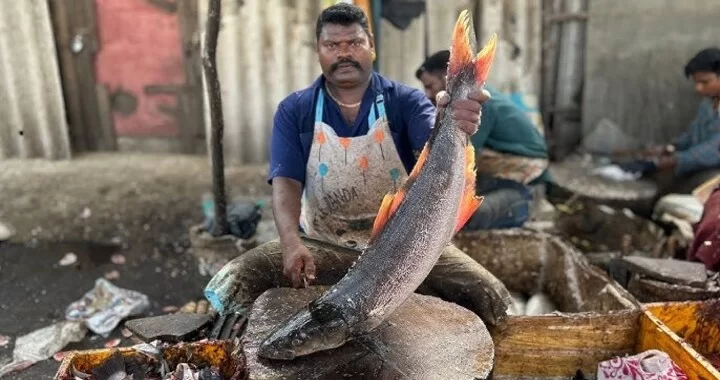 Fatty Fish