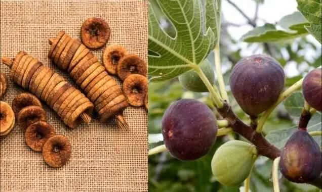 Anjeer Benefits