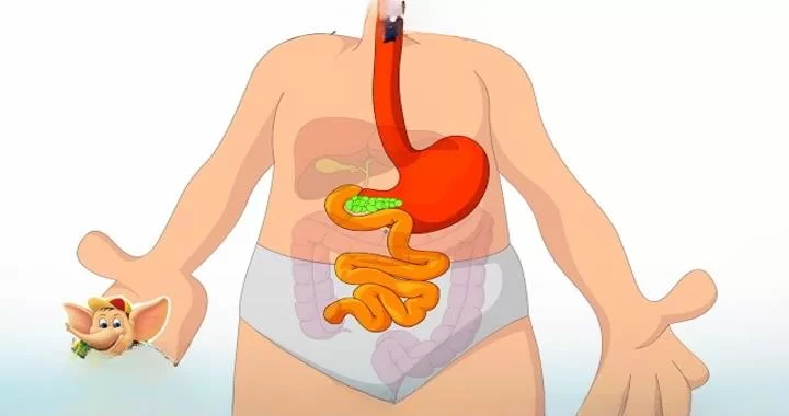 Benefits&nbsp;for&nbsp;Immune System
