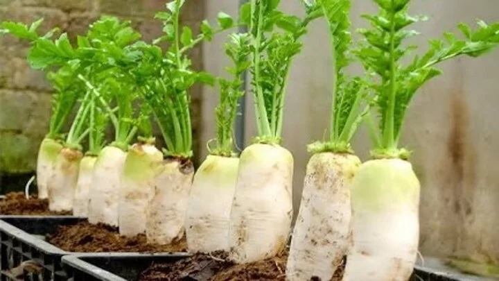 Radish