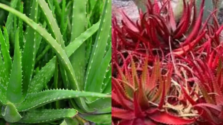 Types of Aloe Vera
