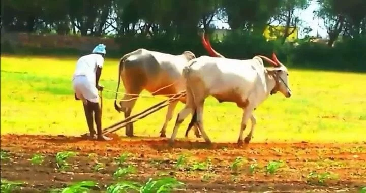 National Farmer Day India