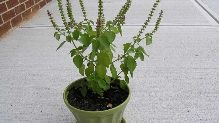 Basil or (Tulsi) Plant
