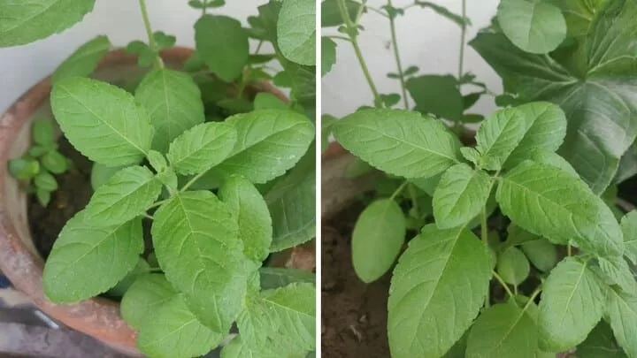 Basil or (Tulsi) Plant