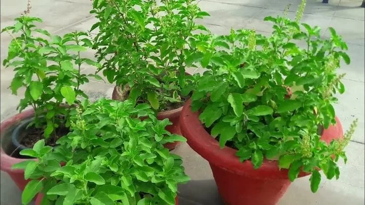 Basil or (Tulsi) Plant