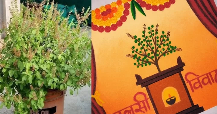 Tulsi Vivah 
