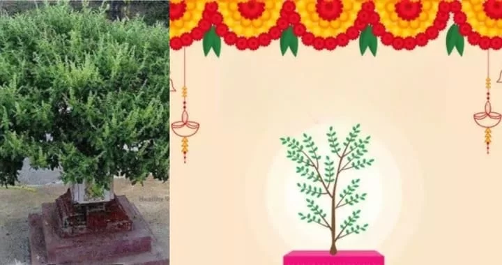 Tulsi Vivah 