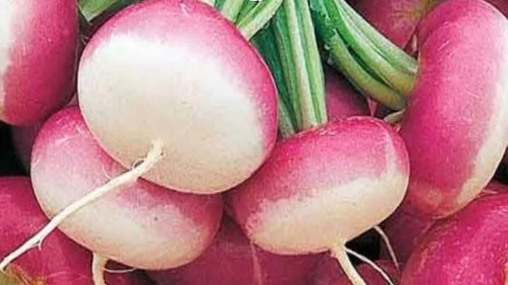 Turnip